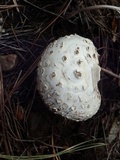 Amanita magniverrucata image