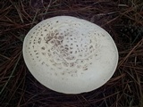 Amanita magniverrucata image