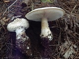 Amanita magniverrucata image