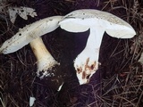 Amanita magniverrucata image