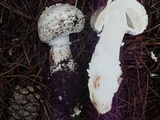 Amanita magniverrucata image