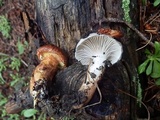 Gomphidius subroseus image