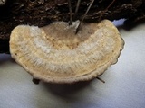 Trametes hirsuta image