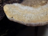 Trametes hirsuta image