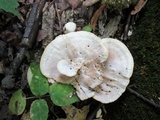 Abortiporus biennis image