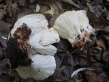 Abortiporus biennis image