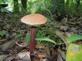 Aureoboletus russellii image