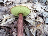 Aureoboletus russellii image