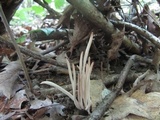 Clavaria fumosa image