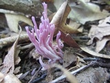 Clavaria zollingeri image