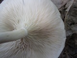 Clitocybe odora image