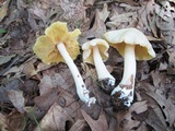 Entoloma luridum image