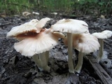Entoloma rhodopolium image