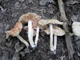 Entoloma rhodopolium image