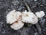 Entoloma rhodopolium image