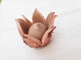 Geastrum rufescens image