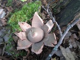 Geastrum rufescens image