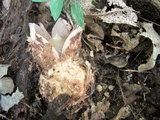Geastrum rufescens image