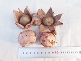 Geastrum rufescens image