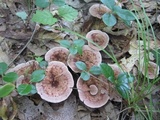 Hydnellum concrescens image