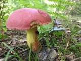 Boletus roodyi image