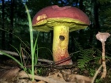 Boletus roodyi image