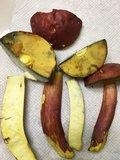 Boletus pallidoroseus image