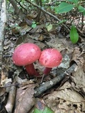 Boletus pallidoroseus image