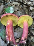 Boletus pallidoroseus image
