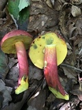Boletus pallidoroseus image