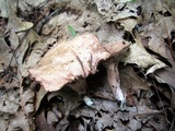 Sarcodon joeides image