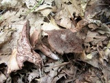 Sarcodon joeides image