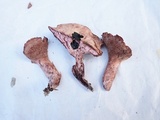 Sarcodon joeides image