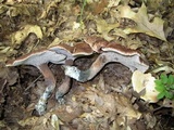 Sarcodon scabrosus image