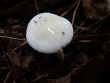 Hygrophorus eburneus image