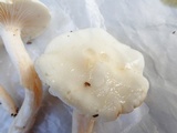 Hygrophorus eburneus image