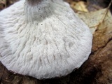 Hypomyces lateritius image