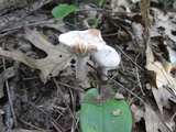 Hypomyces lateritius image