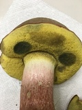 Boletus patrioticus image