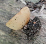 Tarzetta bronca image