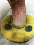 Boletus patrioticus image