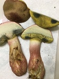 Boletus patrioticus image