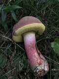 Boletus patrioticus image