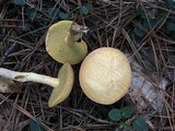 Suillus hirtellus image