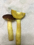 Leccinum rubropunctum image