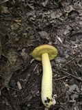 Leccinum rubropunctum image