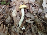 Leccinum luteum image