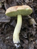 Leccinum rubropunctum image