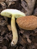 Leccinum rubropunctum image