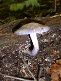 Cortinarius iodes image